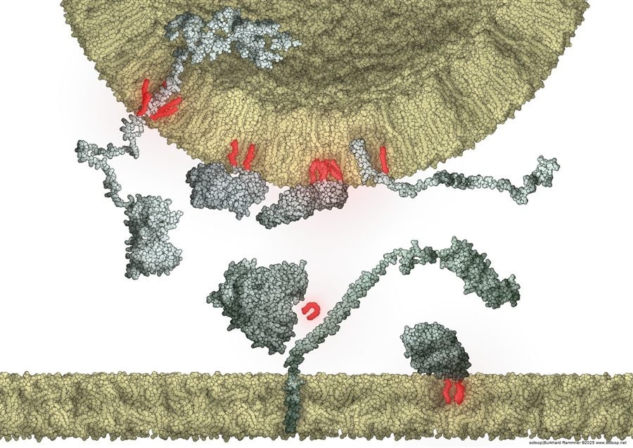 Fusion Lipids