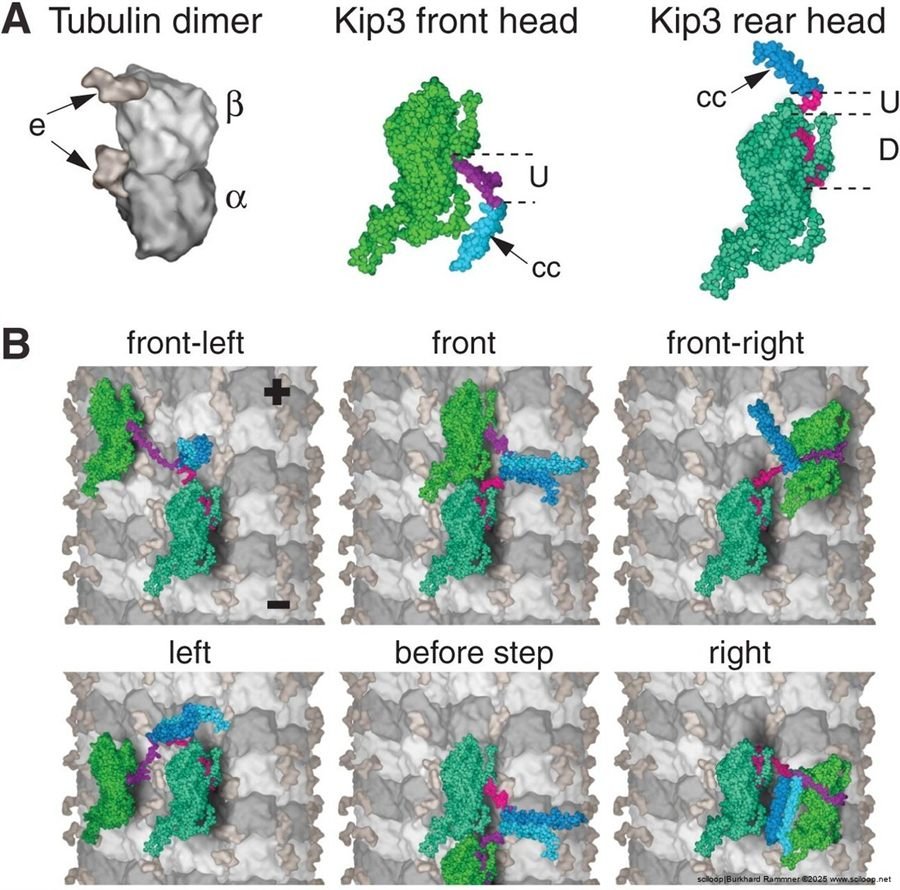 Kip3 Motor Protein