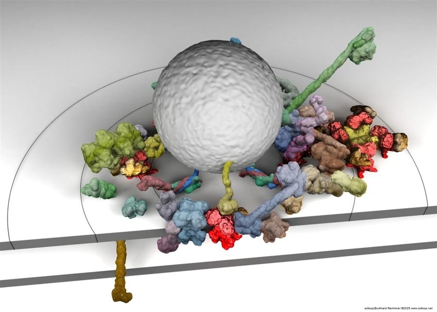 Cav Nanoenvironment 180 Degrees