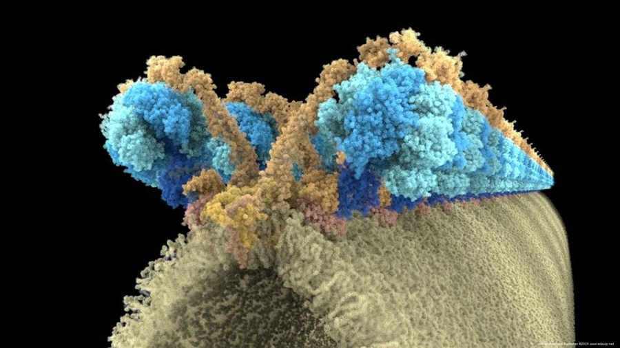 Mitochondrial vATPase Array