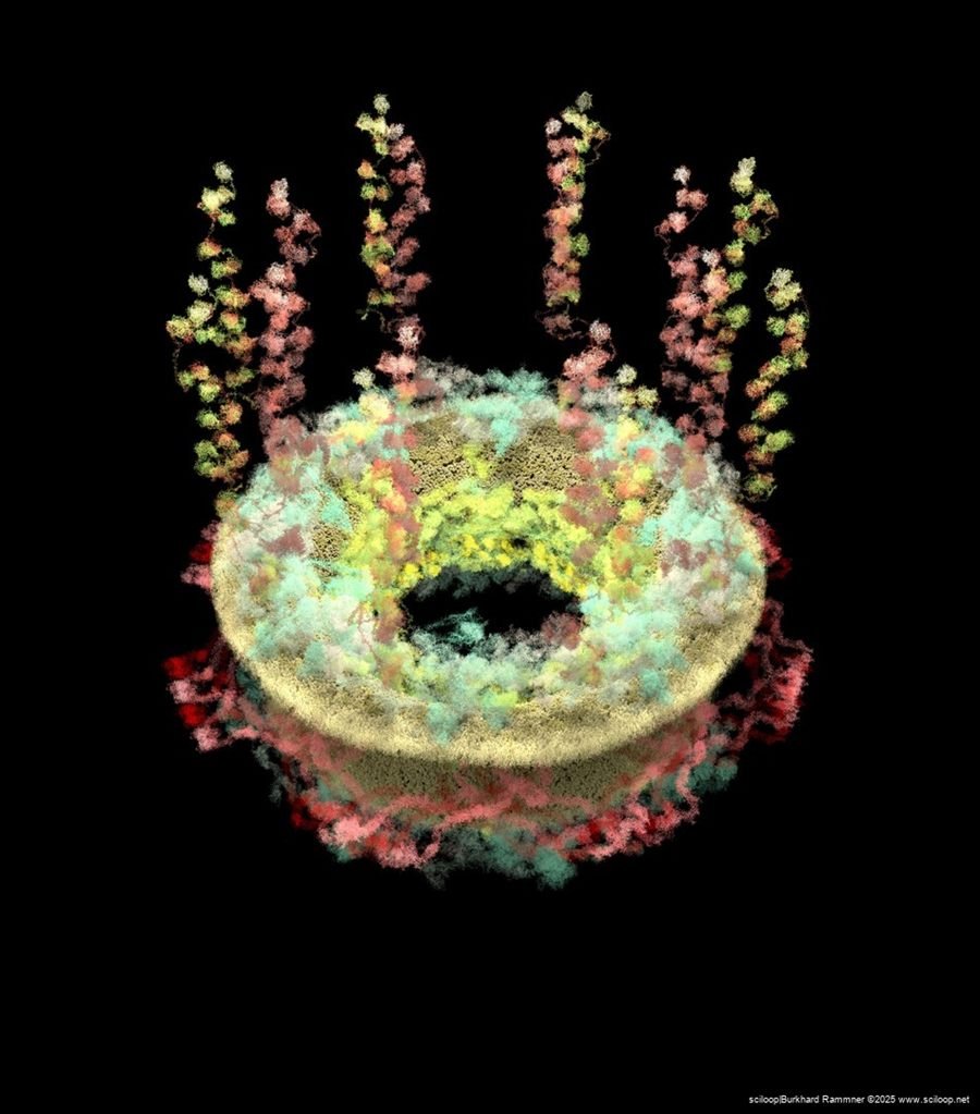 Nuclear Pore Complex 2