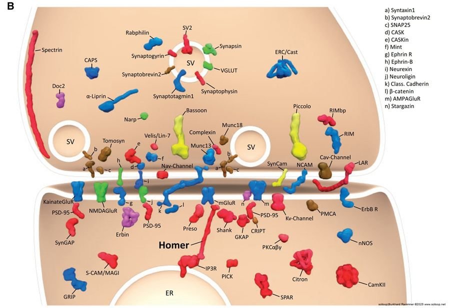 Synapse Proteins