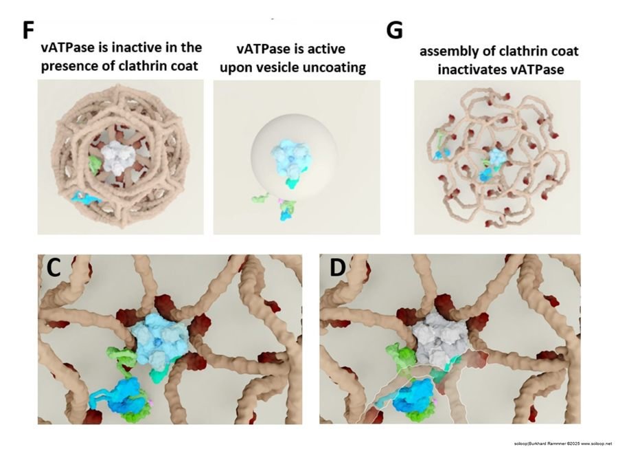 vATPase Acidification