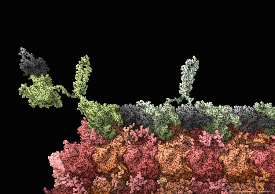 Kip Motor Protein