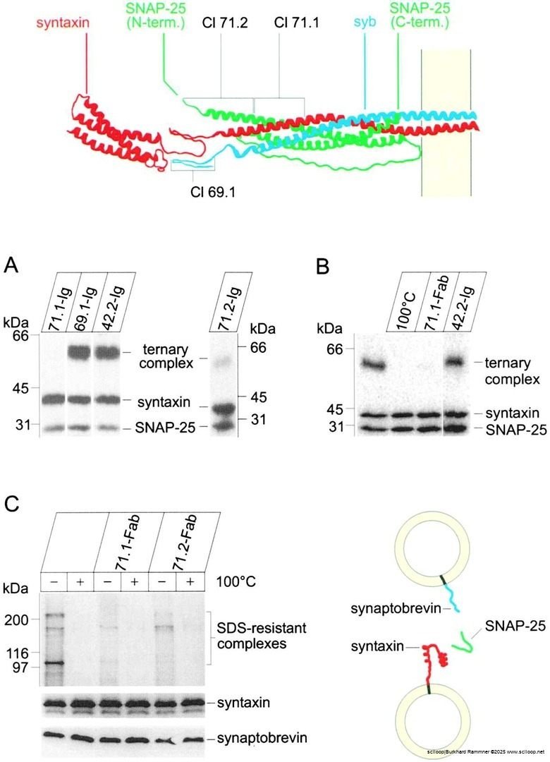SNARE Inhibition