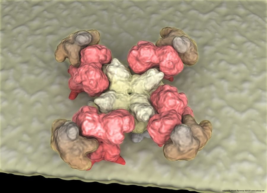 BK Cav Cluster