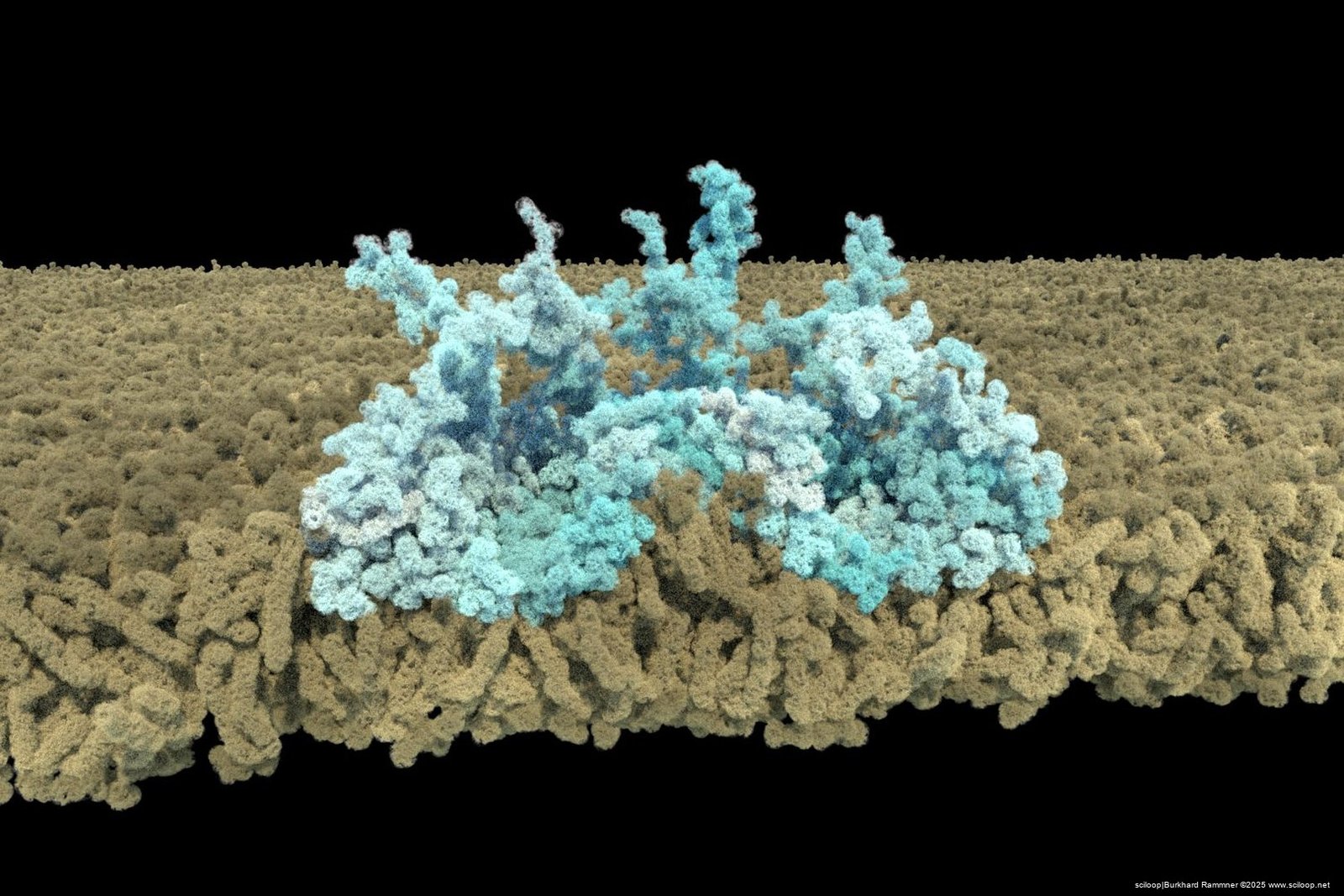 Caveolin Complex