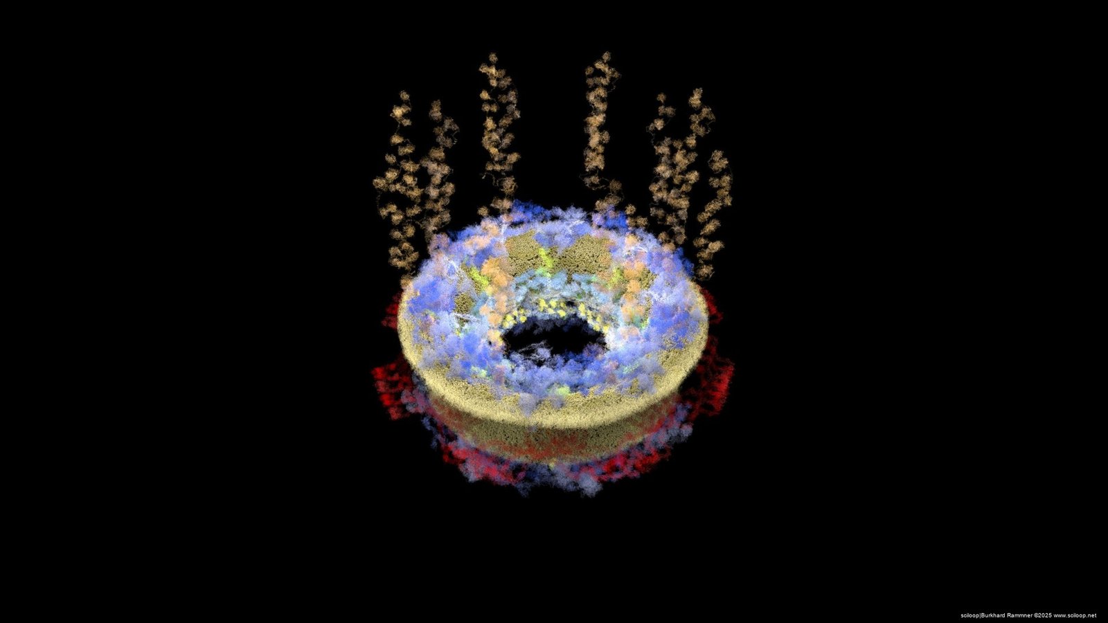 Nuclear Pore Complex 1