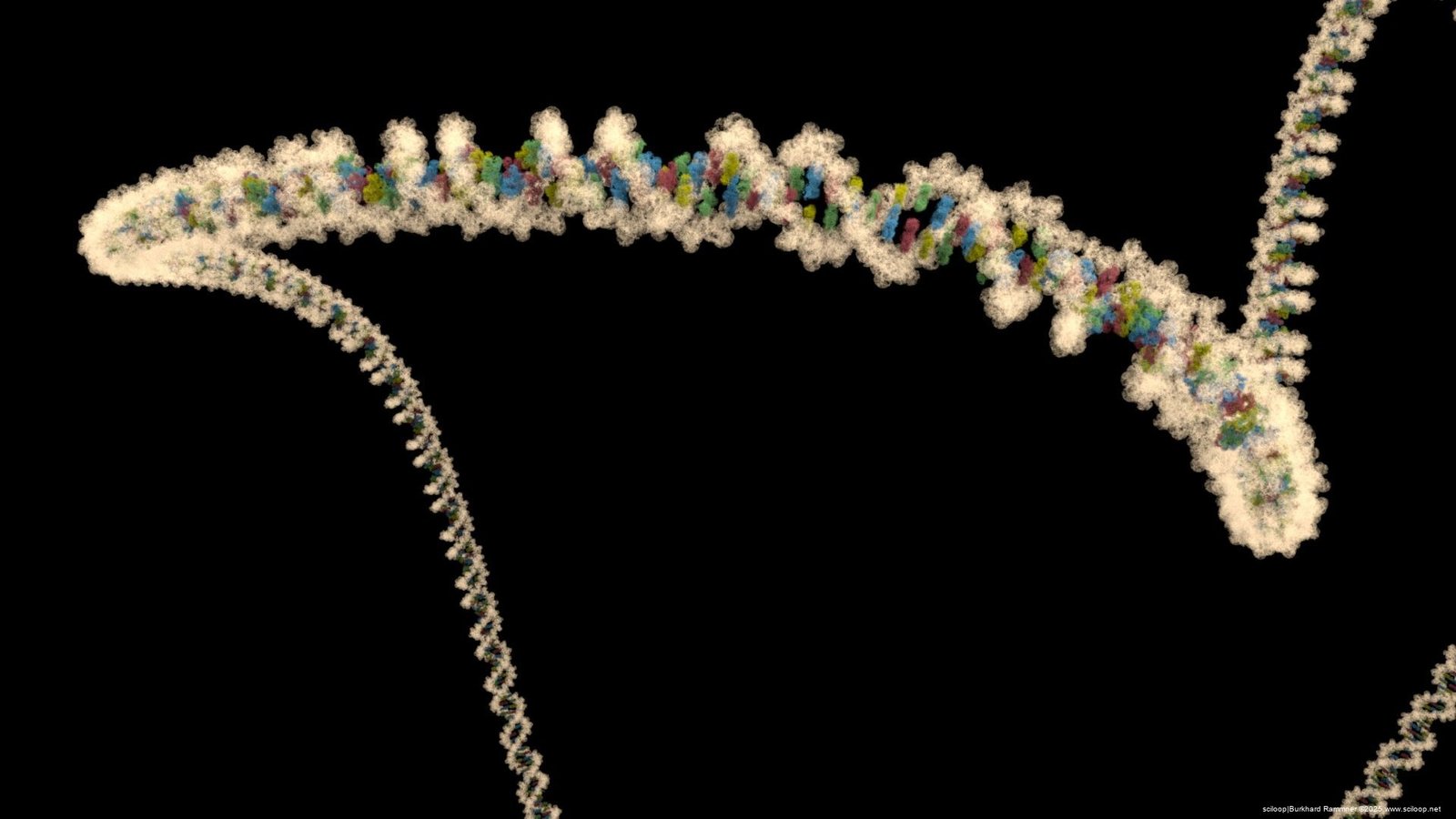 Nucleic Acid Filament 1