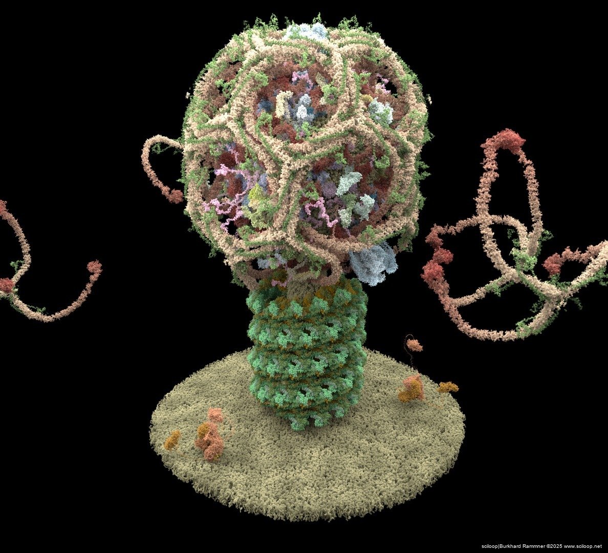 Vesicle Formation 3